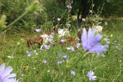 Blumenwiese