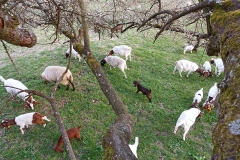 DSC02473_Zauberbaum